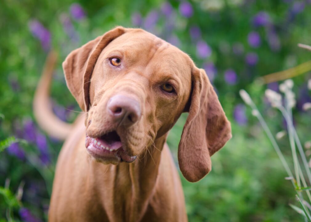 #31. Vizsla